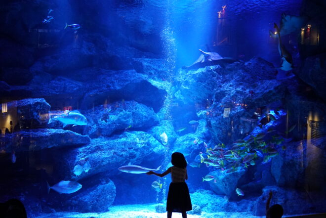 水族館で魚と対峙する少女のシルエット