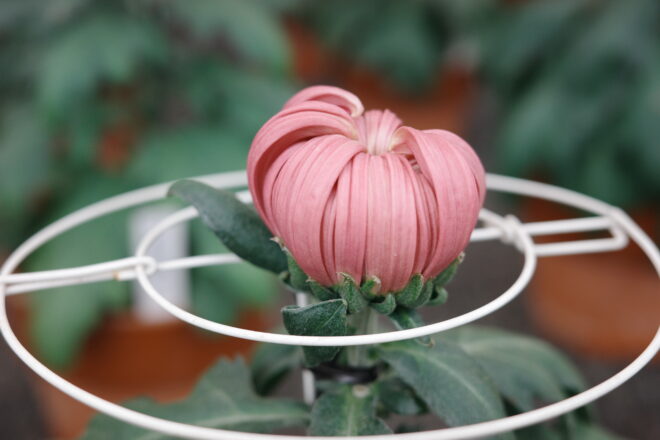 白い支柱に支えられた、開花前のピンクの菊の蕾(つぼみ)のクローズアップ写真