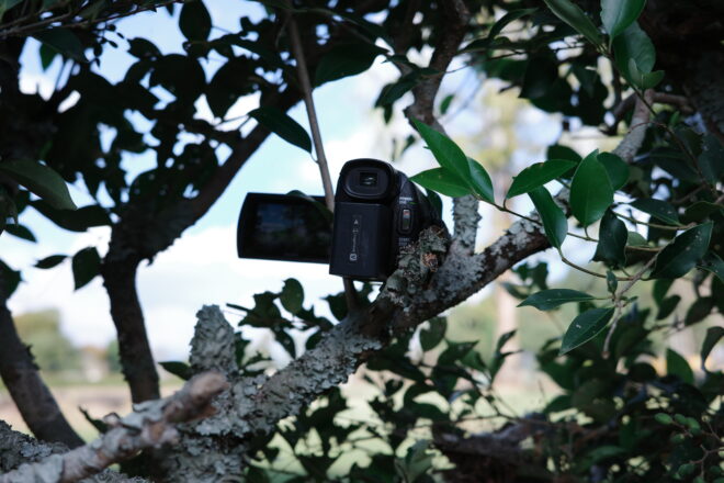 木の枝に巧みに隠された小型カメラ(不貞調査の証拠撮影用機材)