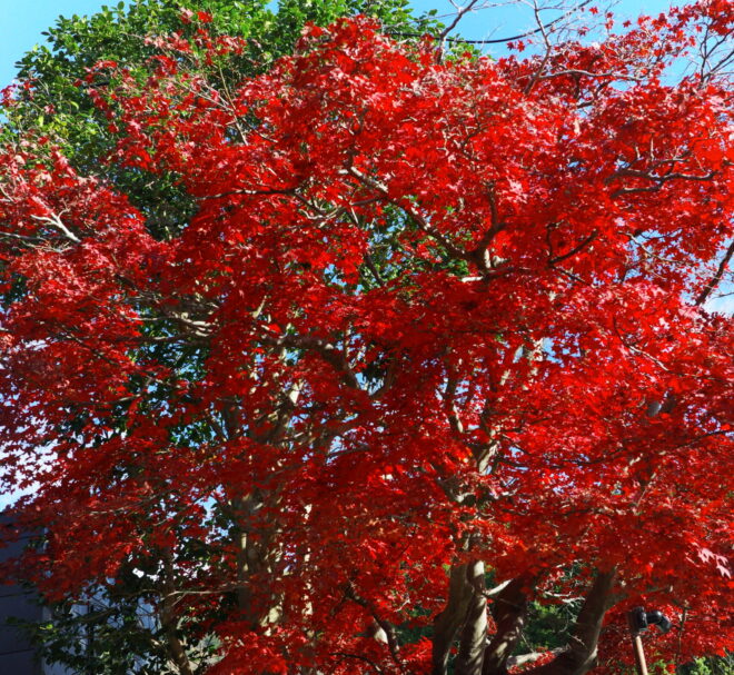 鮮やかな赤色に紅葉したカエデの木が、青空と黒い電線の下で、濃い色の木製フェンスの上に聳え立っている様子。