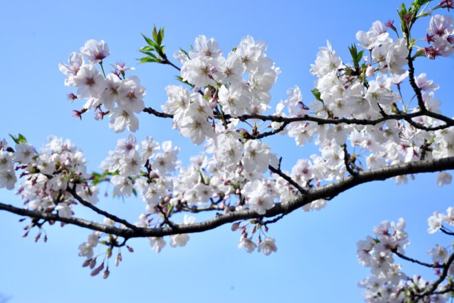 鮮やかな青空を背景に、満開に近い白い桜の花が枝いっぱいに咲いている様子